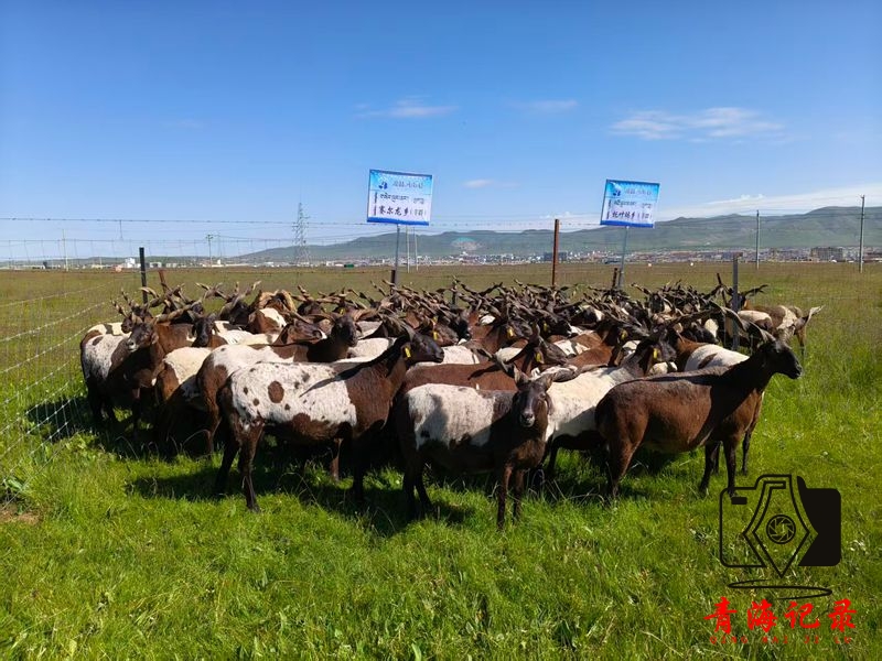 合作社抱团 品牌聚力 河南县以“高原天品”激活乡村振兴内生动力